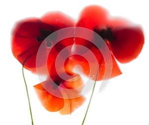 Red poppies dissolve like a watercolor