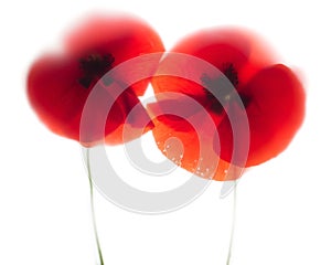 Red poppies dissolve like a watercolor