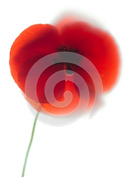 Red poppies dissolve like a watercolor