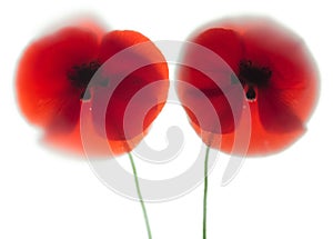 Red poppies dissolve like a watercolor