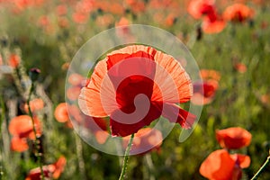 Red poppies field