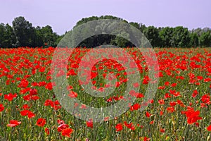 Red poppies field