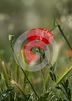 Red poppies in the field