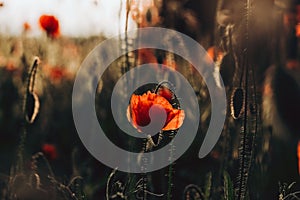 Red poppies in a field against a sunset background. Beautiful flower picture for content.