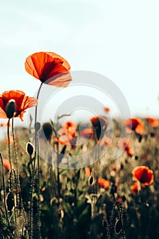 Red poppies in a field against a sunset background. Beautiful flower picture for content.