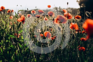 Red poppies in a field against a sunset background. Beautiful flower picture for content.