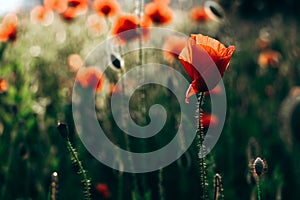 Red poppies in a field against a sunset background. Beautiful flower picture for content.