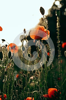 Red poppies in a field against a sunset background. Beautiful flower picture for content.