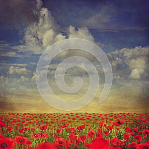 Red poppies field with blue sky