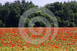 Red poppies field in Germany. Papaver somniferum flowers and seed head. Poppy sleeping pills, opium.