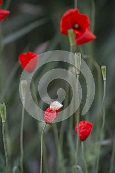 Red poppies in field with half-closed one