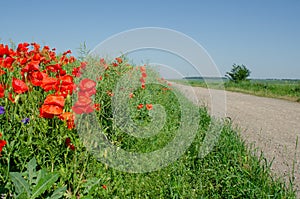 Red poppies in a field in the middle of ripe green canola