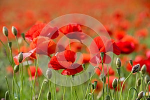 Red Poppies field, selective focus