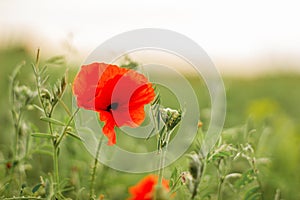 Red poppies in the field. summer photo. wildflowers