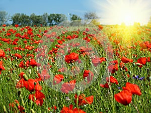 Red poppies field in sunshine