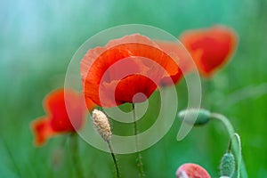 Red poppies field, vibrant poppy close up. symbol of life, remembrance and death, love and success