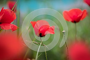 Red poppies field, vibrant poppy close up. symbol of life, remembrance and death, love and success