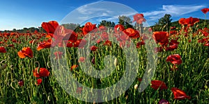 Red poppies in the field. wonderful sunny weather. clouds on the sky