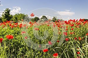 Red poppies fields