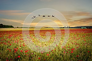 red poppies fields in Normandy, france