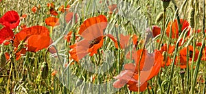 Red poppies in the fields of Tuscany, Italy. Banner.