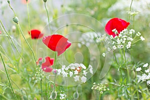 Red poppies flower.Closeup of colorful summer wildflowers.