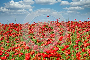 Red poppies flower meadow and blue sky with clouds spring