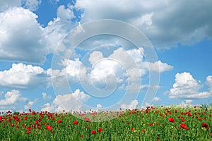 Red poppies flower meadow and blue sky landscape