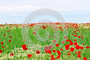 Red poppies flower meadow and blue sky