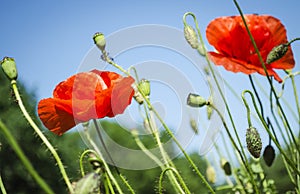 Red poppies in the flowering season