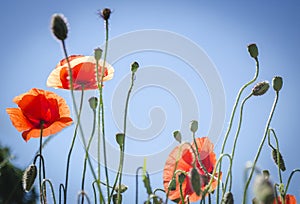 Red poppies in the flowering season