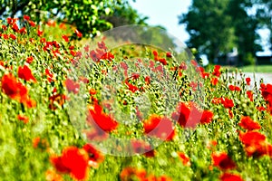 Red poppies flowers blossom on wild field. Natural drugs.