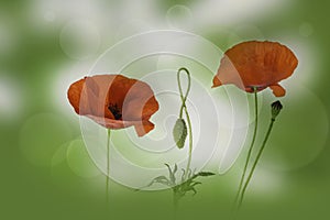 Red poppies flowers and bud