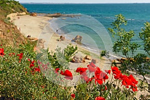 Red poppies flowers on a cliff overlooking the sea.