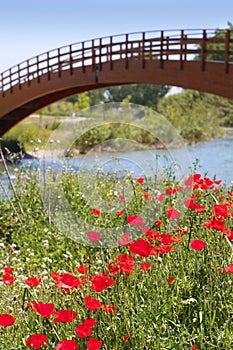 Red poppies flowers meadow river wooden bridge