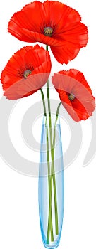 Red poppies flowers in a narrow glass vase.