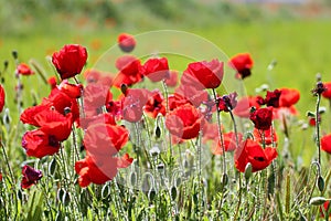 Red poppies flowers in a prairie