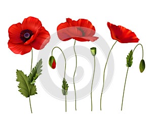 Red Poppies Flowers Realistic Set