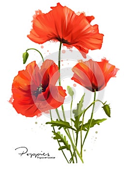 Red Poppies flowers and splashes