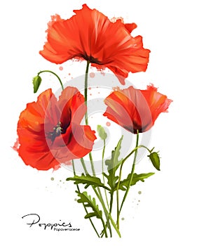 Red Poppies flowers and splashes photo