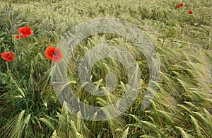 Red poppies, flowing barley