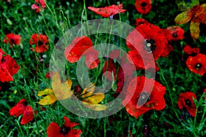 Red poppies and foliage Grunge look Decorative backdrop