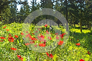 Red poppies in the forest