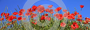 Red poppies full bloom, panoramic size format