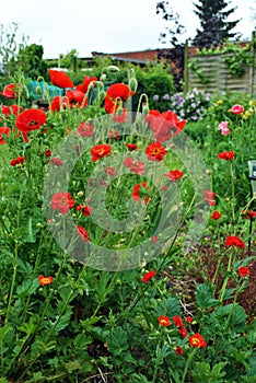 Red poppies and Geum in the garden