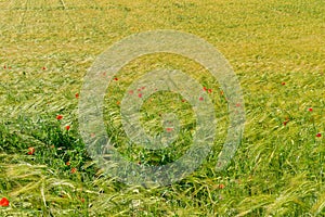 Red poppies in a grain crop field