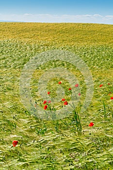 Red poppies in a grain crop field