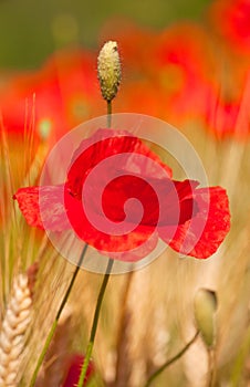 Red poppies in the grain fields