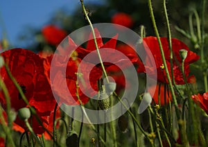 Close up of a group bright red poppies
