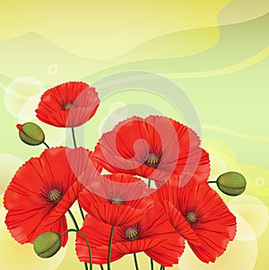 Red poppies on green background.